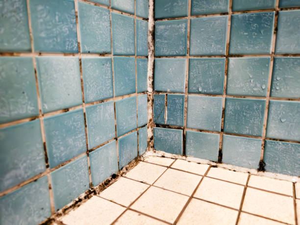 Best Mold Prevention Services  in Severance, CO