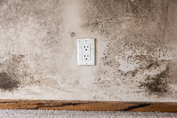 Reliable Severance, CO Mold Removal Solutions
