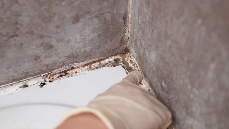 Best Asbestos and Lead Testing During Mold Inspection  in Severance, CO